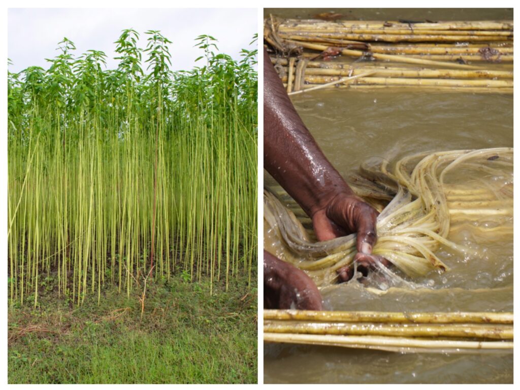 jute plantation and Jute Retting
