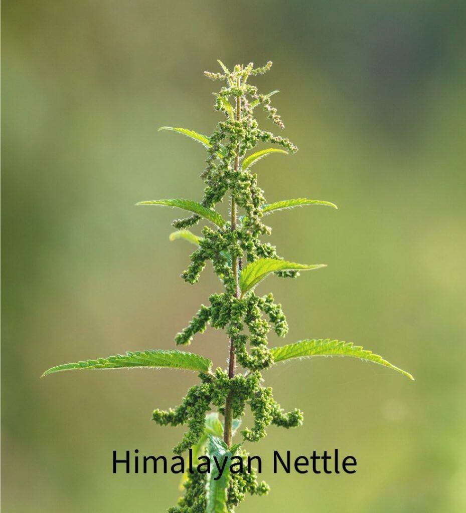 himalayan nettle plant